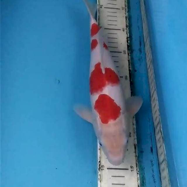 Kohaku 33cm
