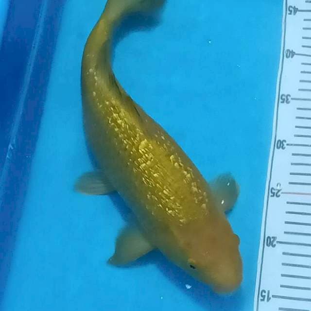 Midori ginrin female 40cm