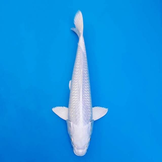 Platinum 33cm