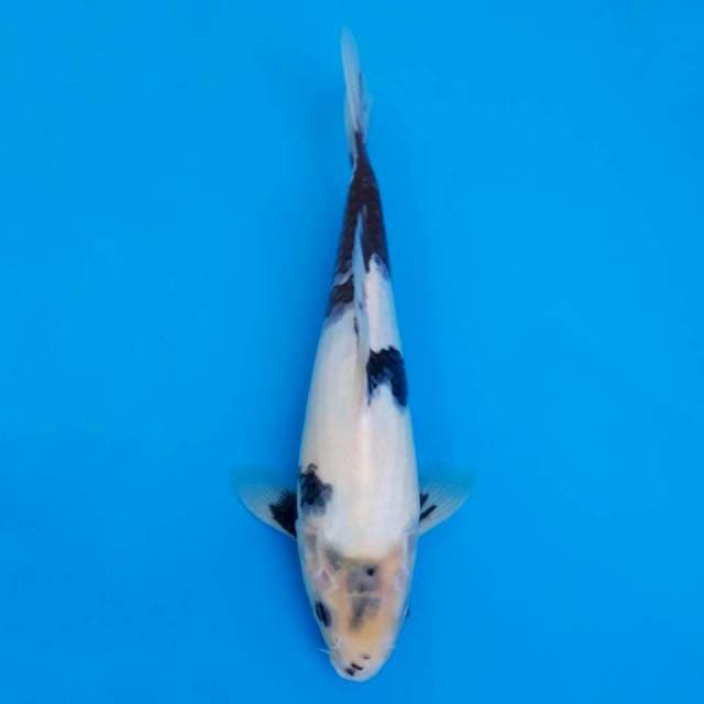 Shiro utsuri 28cm (bibir cacat)