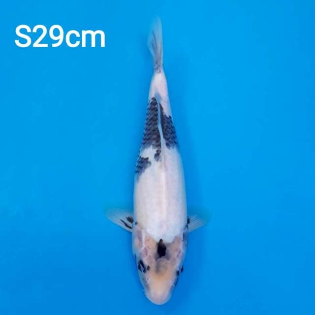 Shiro utsuri 29cm