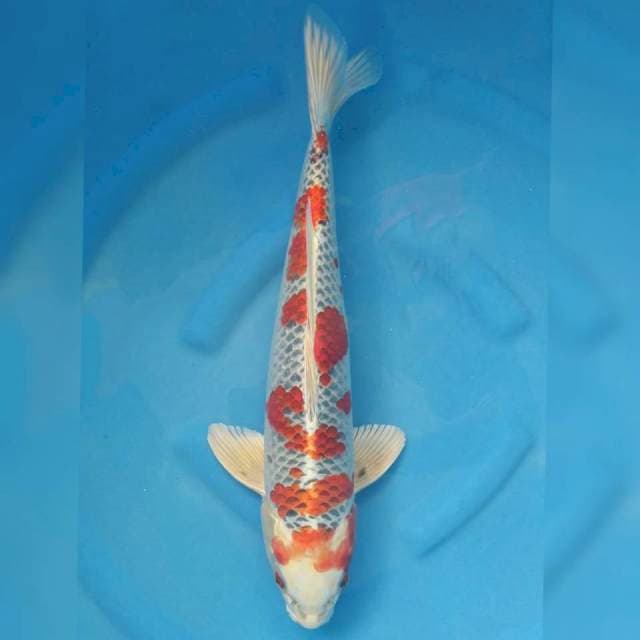 Ogata Jumbo Male Kujaku