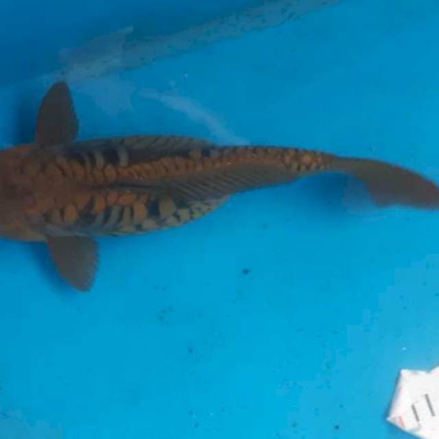 Caghoi sisik naga 32cm