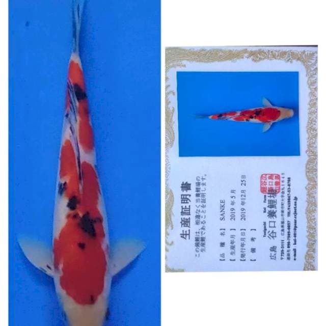 Sanke taniguci