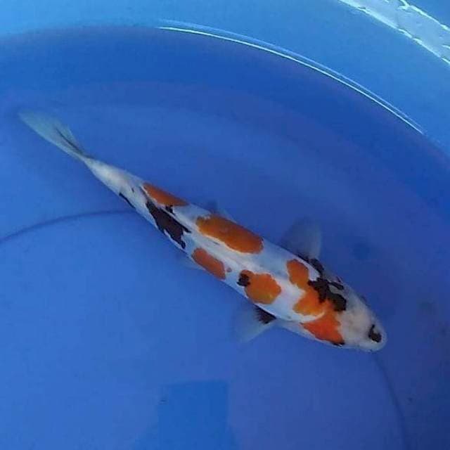 Showa doitsu Murni Special 27 cm