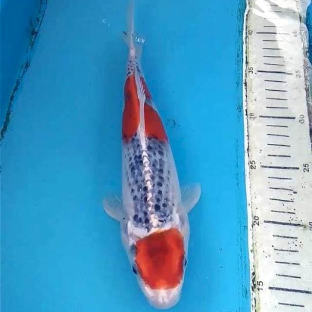 Goshiki 27cm