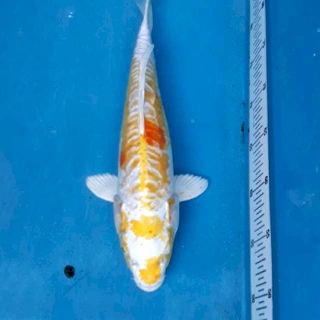 Hariwake sisik gajah jumbo