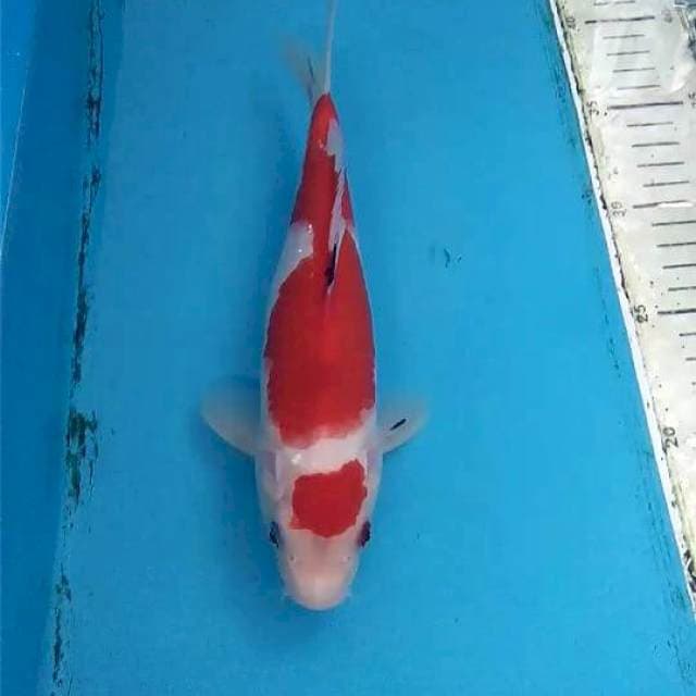 Sanke 24cm