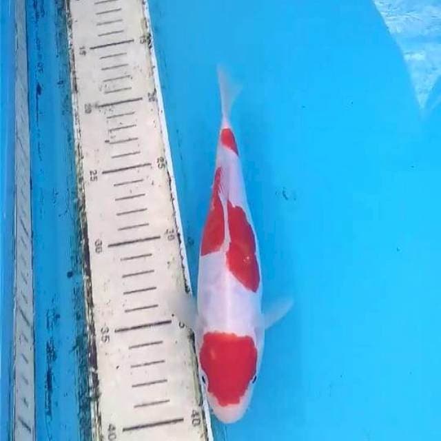 Doitsu Kohaku 19cm