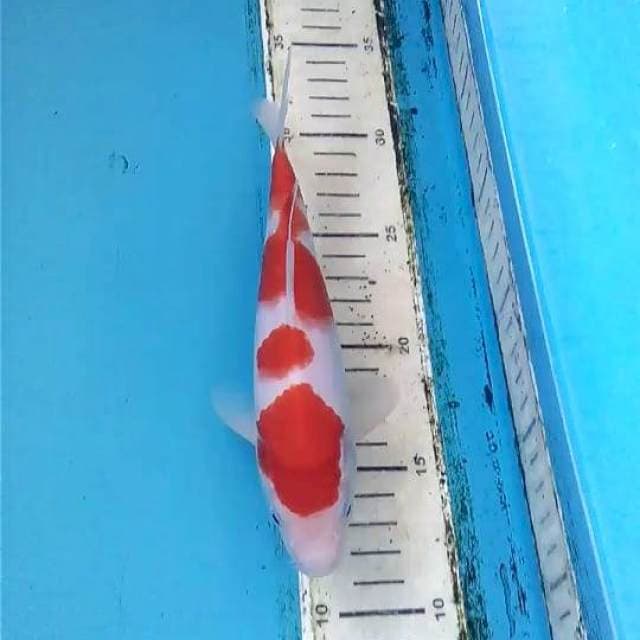 Kohaku 22cm