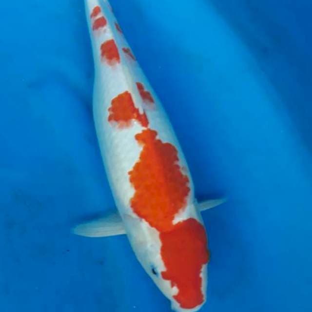 Sakura kohaku 35cm