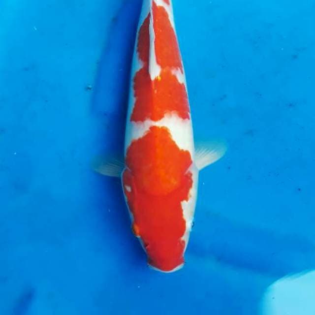 Kohaku strong 36cm