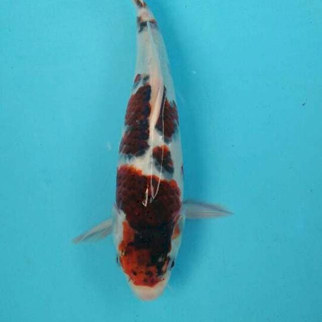 goromo