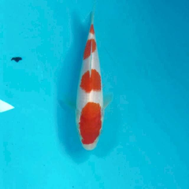 SQ Kohaku, 15 BU