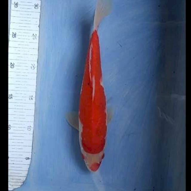 Kohaku 28cm