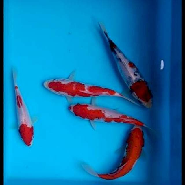 Paket mix 15-18cm