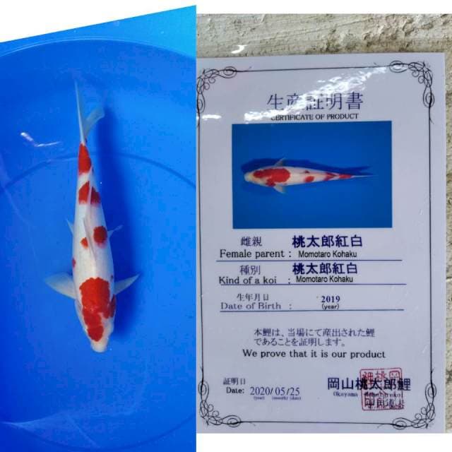 Kohaku momotaro serti