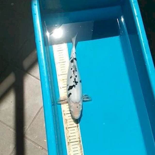 PUTIH DOITSU SZ 35 CM