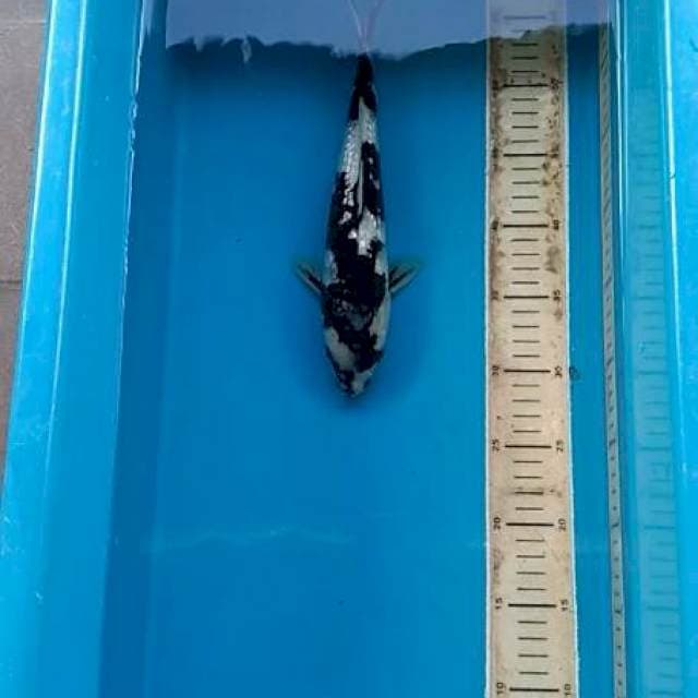 HITAM GINRIN SZ 30 CM MALE