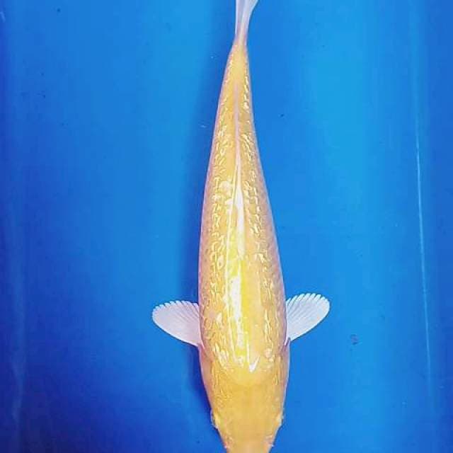 Karashi ginrin 35cm