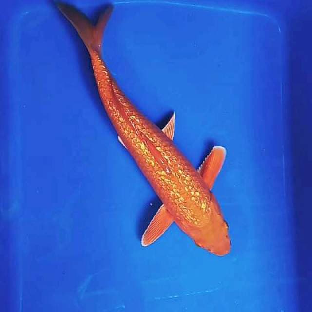Penjinak ginrin super 30 cm