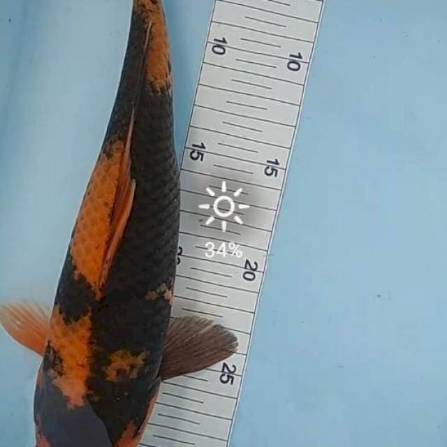 Utsuri 30 cm