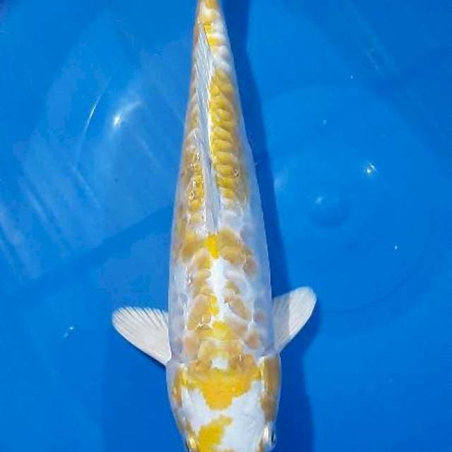 Hariwake aragoke 26cm