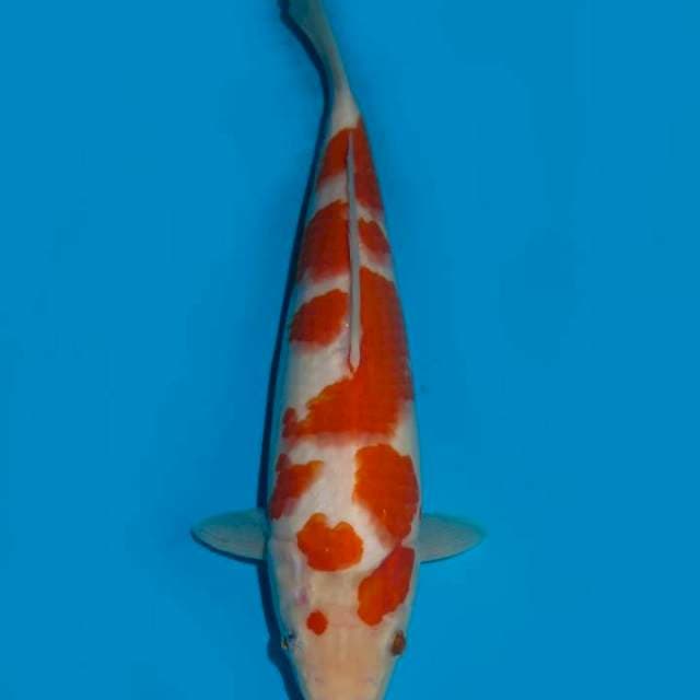 24cm , Sakura Kohaku Original !