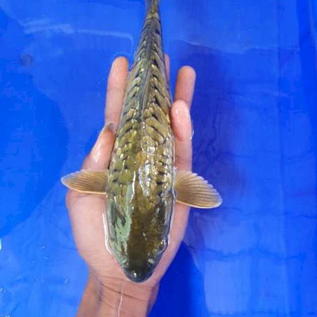 Chagoi sisik naga full