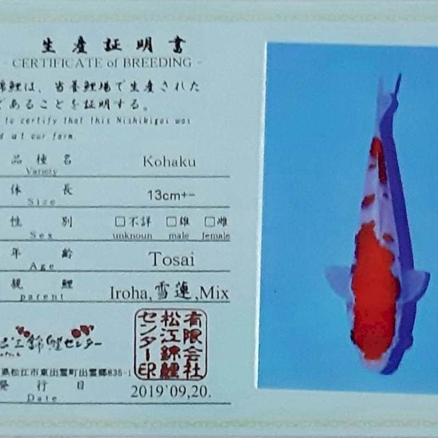 Kohaku 35 cm