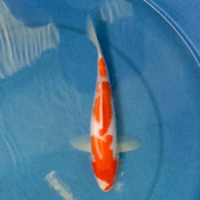 Kohaku 23cmm female