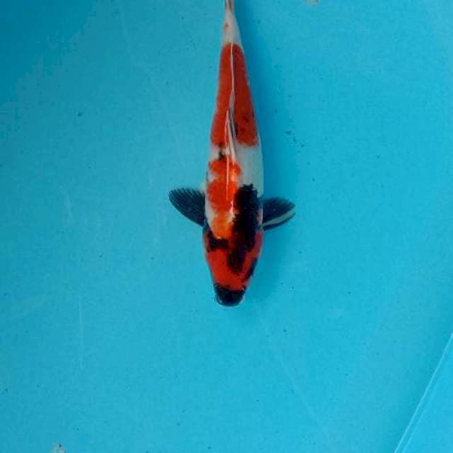 Showa 29cm. Female