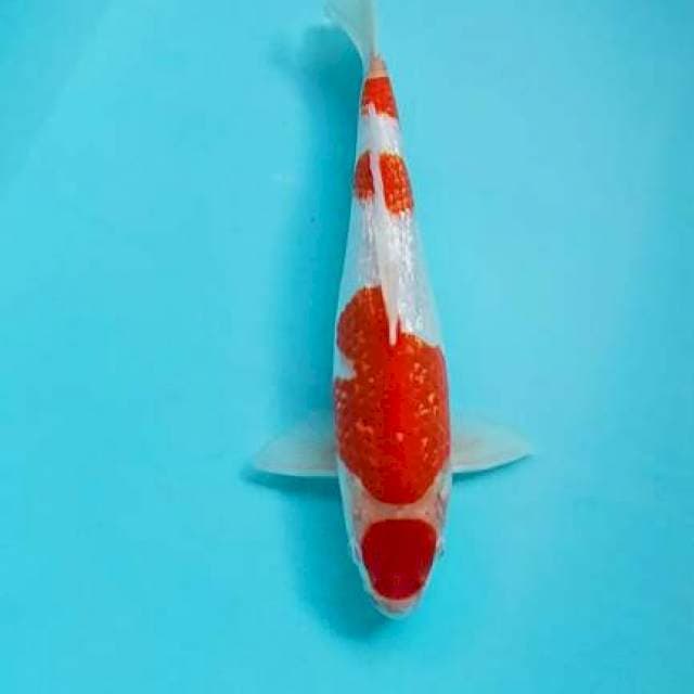 Maruten kohaku gindrin