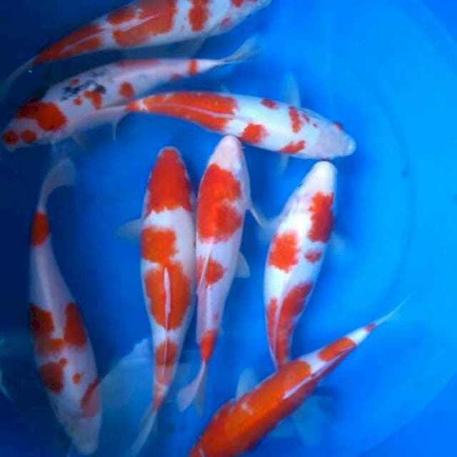 Sk paket kohaku b