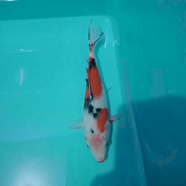 Shanke 22cm