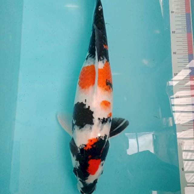 Showa 50cm bu