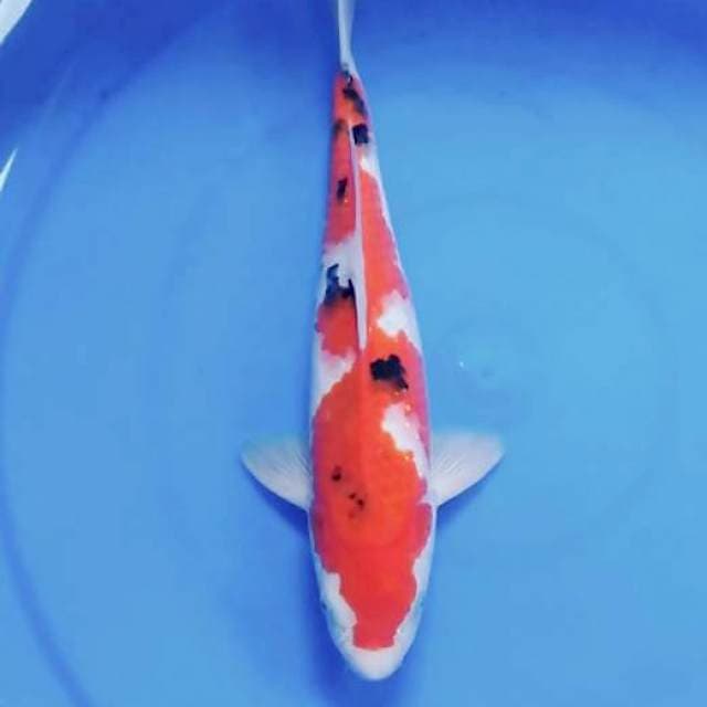 Sanke jatan inazumi 31 cm tanpa cuting 100%