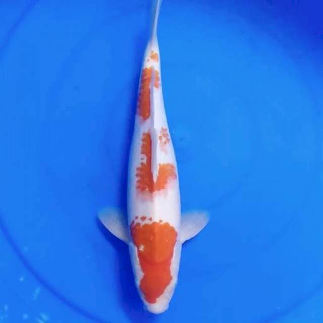 Yondan kanoko kohaku 31 cm