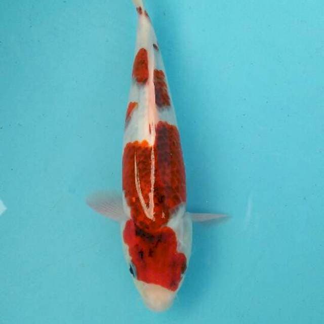 goromo