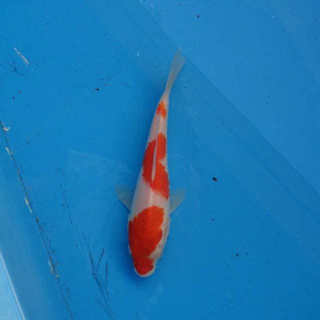 Sandan Kohaku F1
