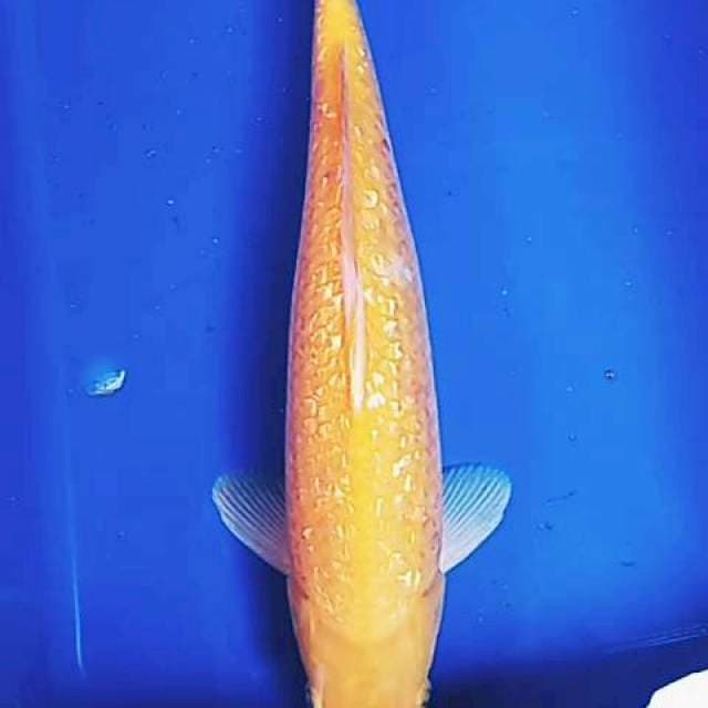 Karashi ginrin mata merah 36