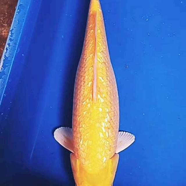 Karashi ginrin 40 cm