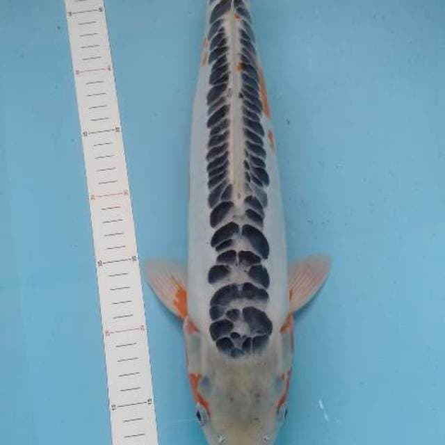 Shusui