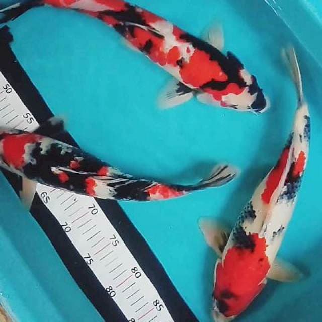 Pejantan super 37-40 cm