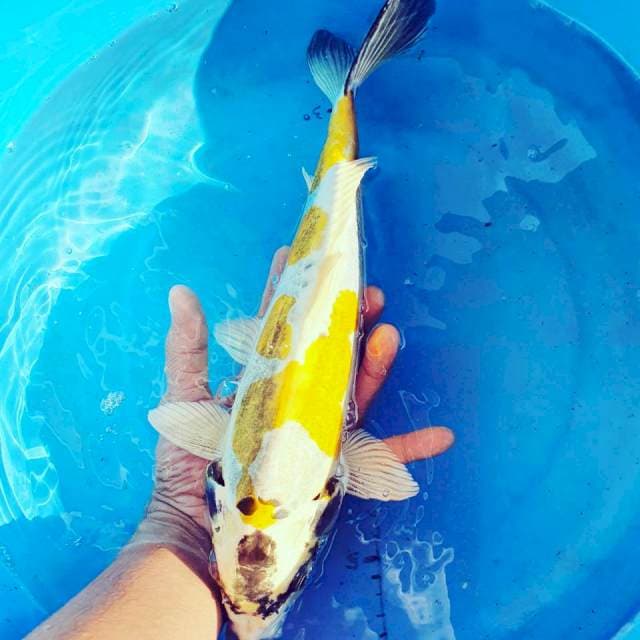 Koi EMAS