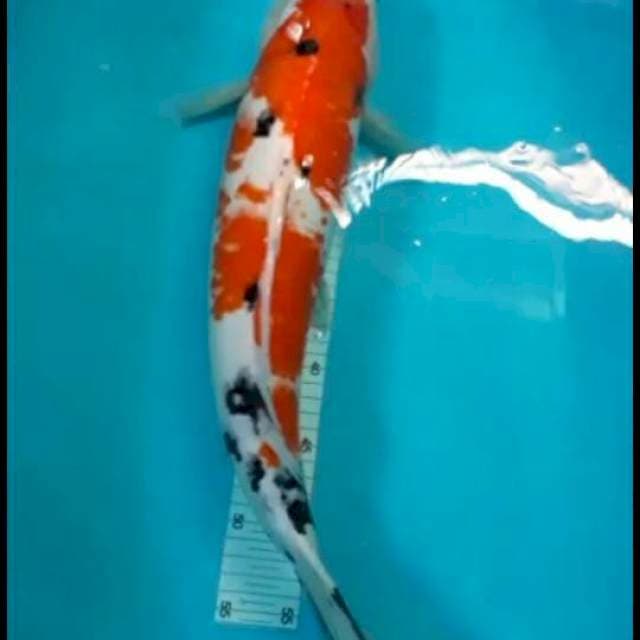 Kohaku sanke 53cm