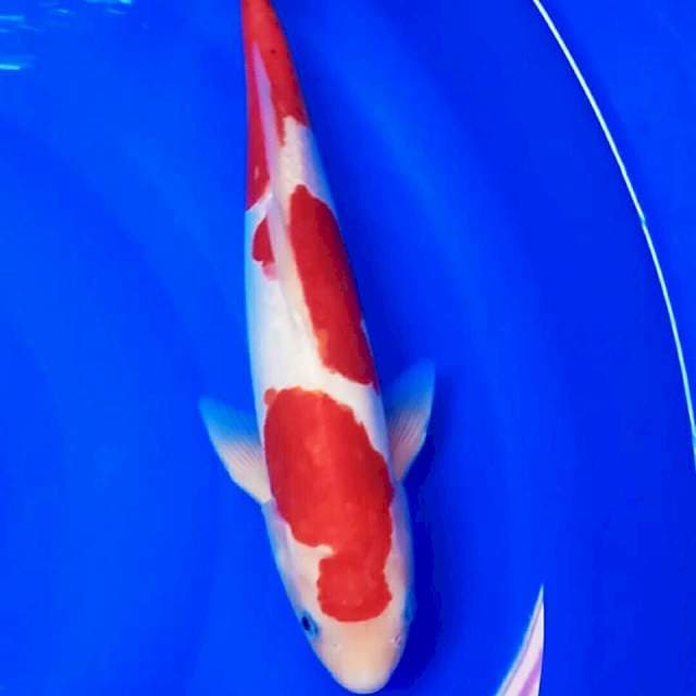 Kohaku doit murni 35cm.