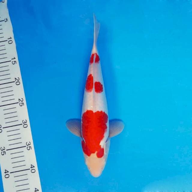 HANA 7 - KOHAKU ®