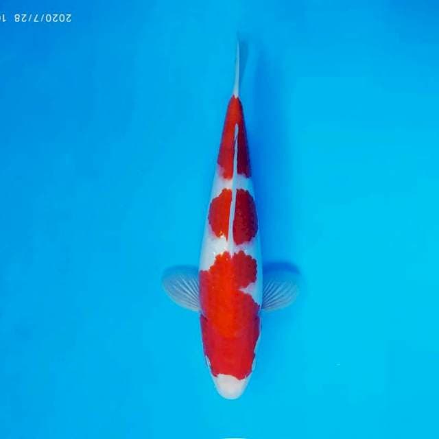 HANA 9 - KOHAKU ®
