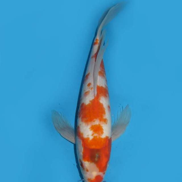 37cm , Kumpay Sakura